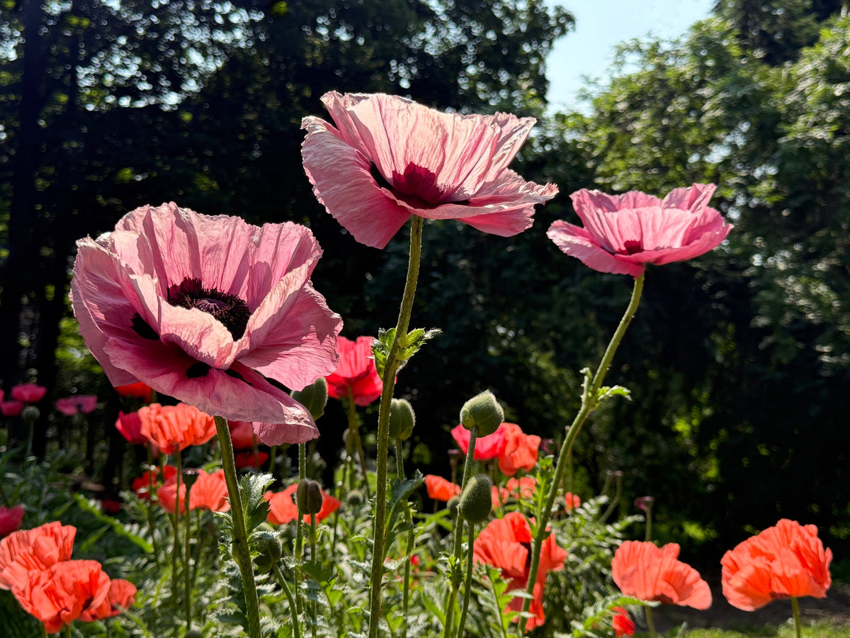 Princess Victoria Louise Oriental Poppy Seeds – Papaver Orientale Flower – photo 3