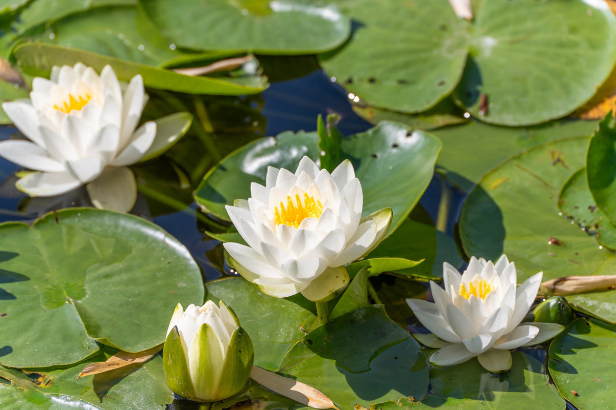 White Water Lily Seeds – / Lily Pad / Sacred Asian Water Lotus Nymphaea Ampla Flower – photo 11