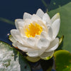 White Water Lily Seeds – / Lily Pad / Sacred Asian Water Lotus Nymphaea Ampla Flower – photo 4