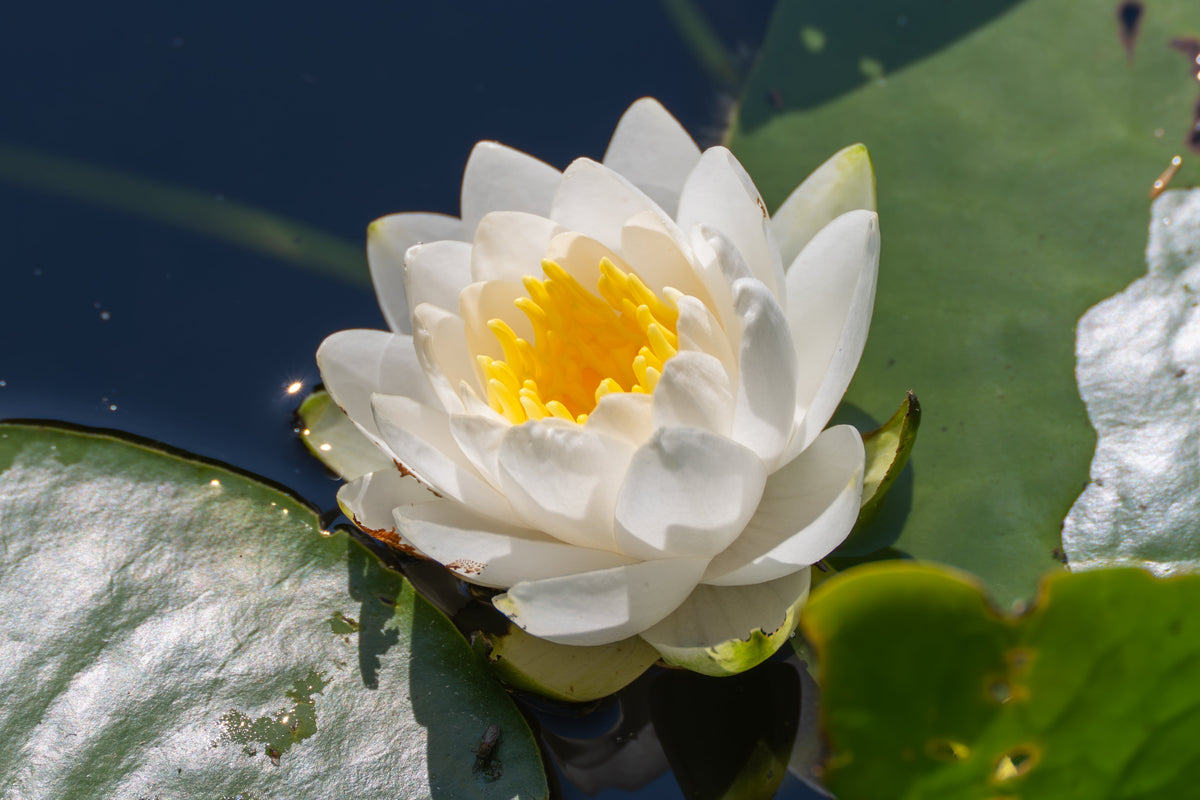 White Water Lily Seeds – / Lily Pad / Sacred Asian Water Lotus Nymphaea Ampla Flower – photo 4