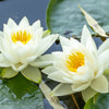 White Water Lily Seeds – / Lily Pad / Sacred Asian Water Lotus Nymphaea Ampla Flower – photo 3