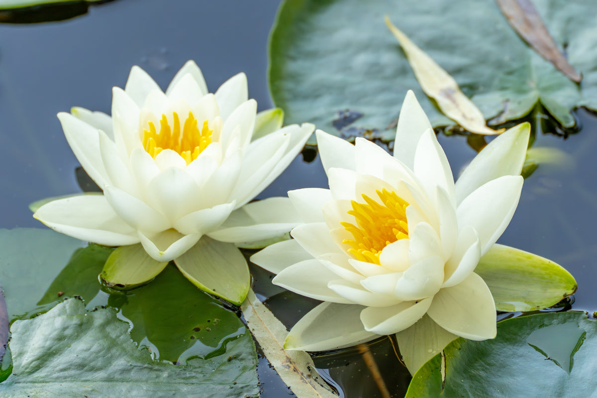 White Water Lily Seeds – / Lily Pad / Sacred Asian Water Lotus Nymphaea Ampla Flower – photo 3