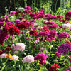 Mixed Colors Sweet William Dianthus Barbatus Color Mix Red White Pink Bicolor Flower Seeds – photo 7
