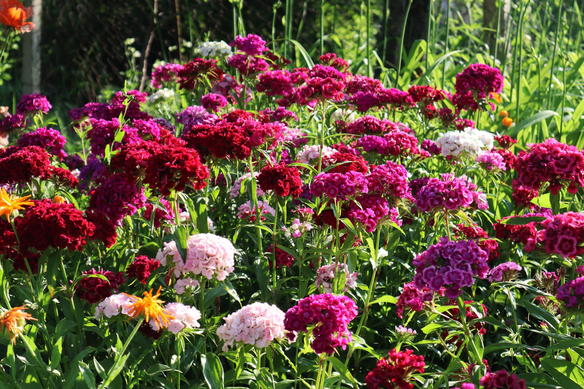 Mixed Colors Sweet William Dianthus Barbatus Color Mix Red White Pink Bicolor Flower Seeds – photo 7