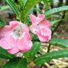 Impatiens Seeds – (Balsam / Lady Slipper / Touch Me Not) Impatiens Balsamina Flower – photo 8