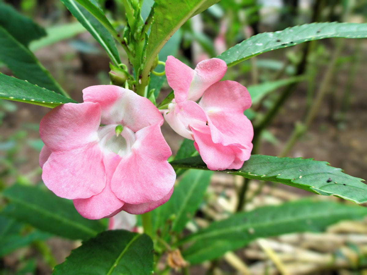 Impatiens Seeds – (Balsam / Lady Slipper / Touch Me Not) Impatiens Balsamina Flower – photo 8