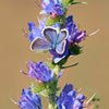 Blue Vipers Bugloss Seeds – Echium Vulgare Blue Flower – photo 7
