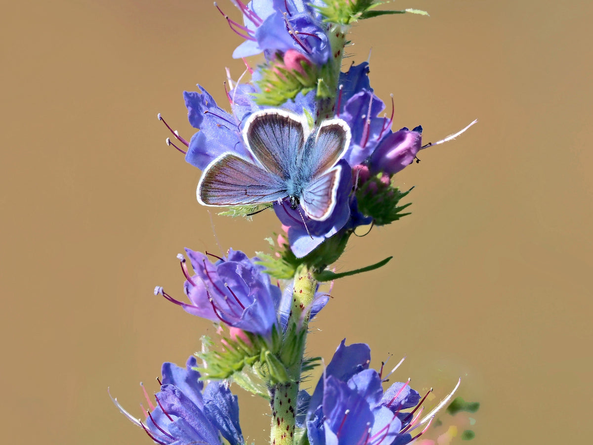Blue Vipers Bugloss Seeds – Echium Vulgare Blue Flower – photo 7