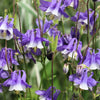 Mixed European Columbine Seeds – Aquilegia Flower – photo 7