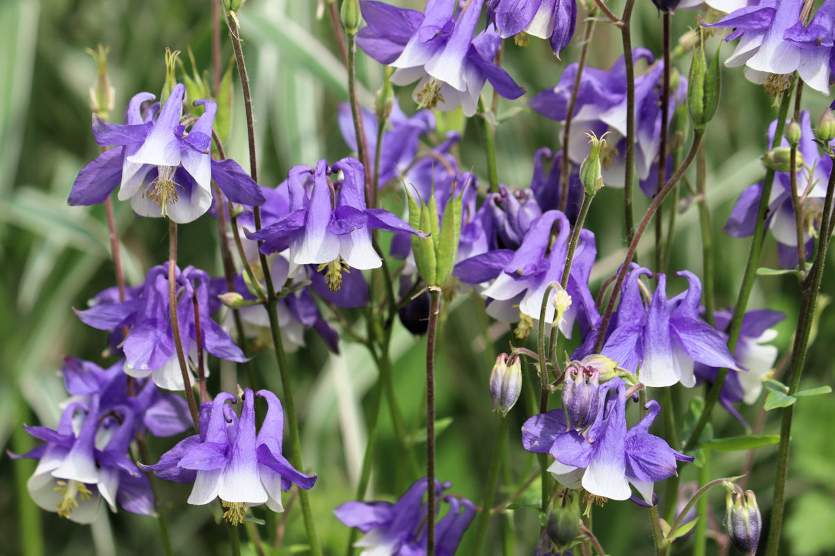 Mixed European Columbine Seeds – Aquilegia Flower – photo 7