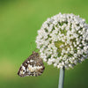 500 BROAD LONDON LEEK Allium Porrum Heirloom White & Green Vegetable Seeds