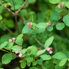Dwarf Creeping Snowberry Seeds – Shrub White Pink Flower Symphoricarpos Mollis – photo 7