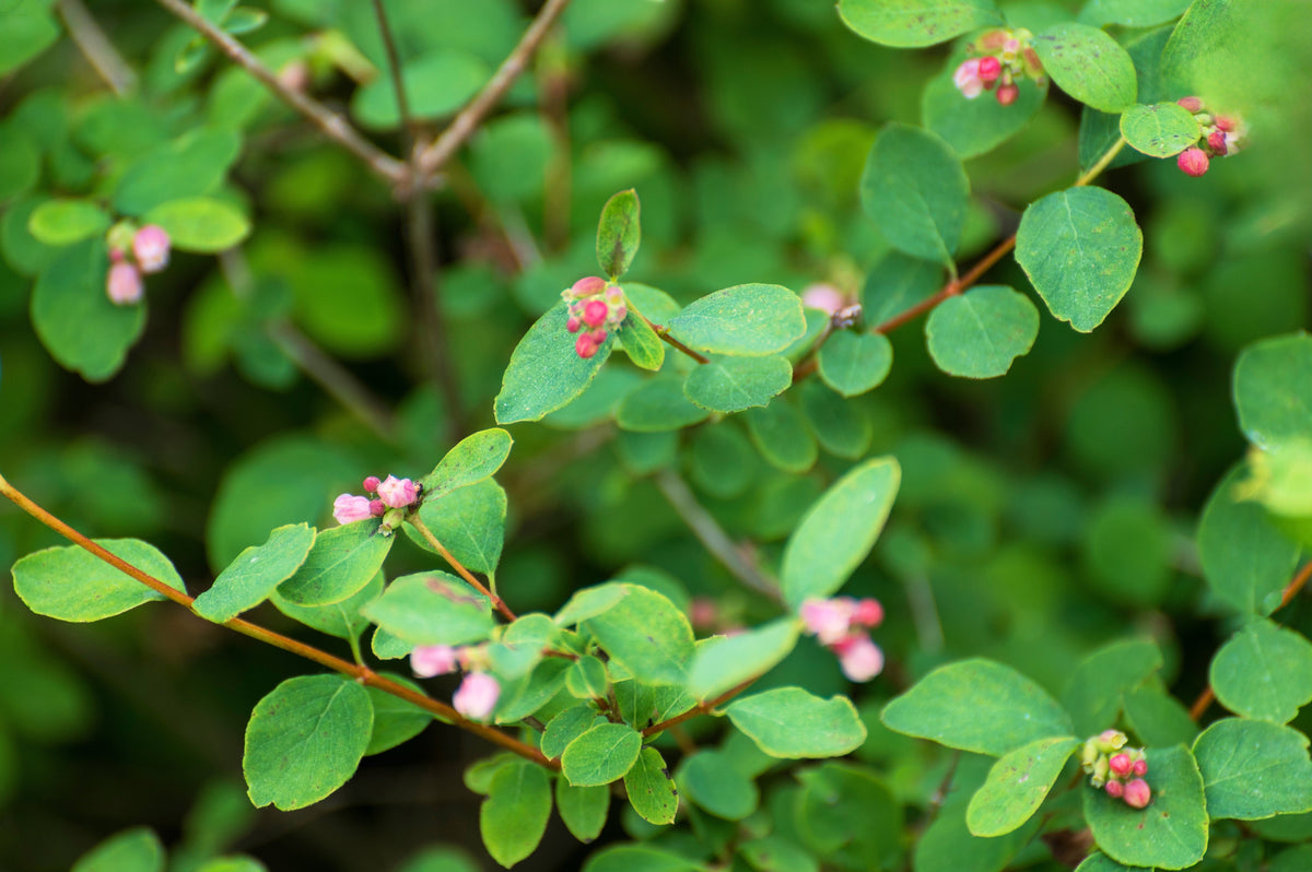Dwarf Creeping Snowberry Seeds – Shrub White Pink Flower Symphoricarpos Mollis – photo 7