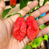 20 GHOST PEPPER SEEDS Blazing Hot Naga Bhut Jolokia Cobra Chili Vegetable Seeds