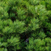 40 GIANT SEQUOIA Sequoiadendron Giganteum Sierra Redwood Tree Seeds