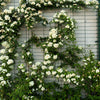 5 WHITE CLIMBING ROSE Rosa Bush Vine Climber Fragrant Butterfly Flower Seeds