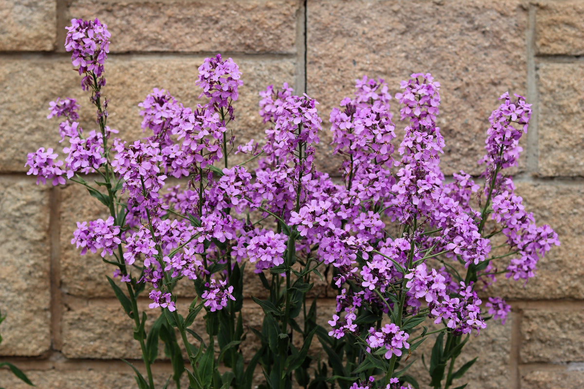 Lunaria Biennis ( Money Plant / Silver Dollar / Honesty / Moonwort ) Flower Seeds – photo 2