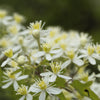 20 WHITE CLEMATIS Virginiana / Virgins Bower Flower Vine Seeds