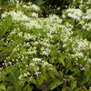 20 WHITE CLEMATIS Virginiana / Virgins Bower Flower Vine Seeds