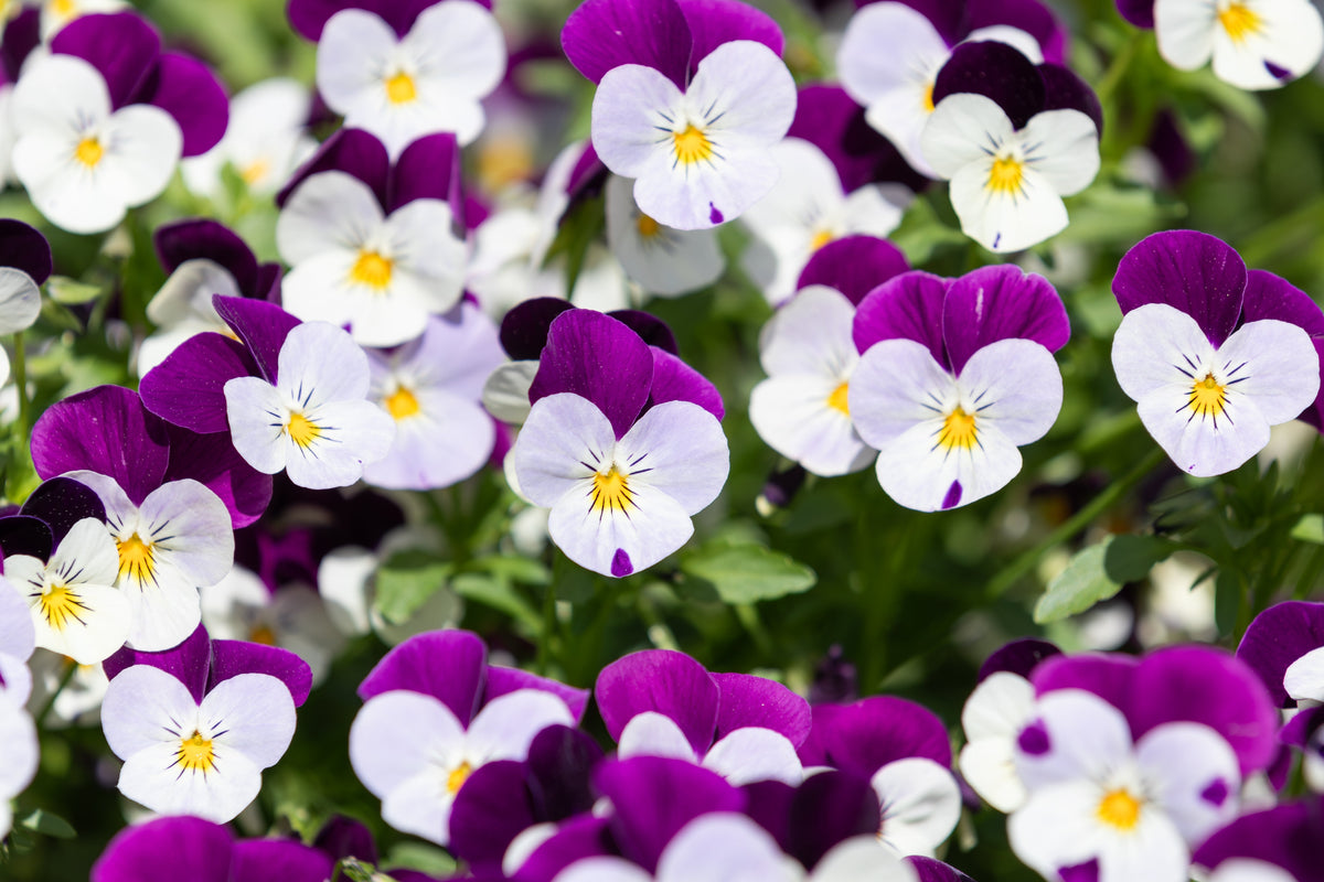 Johnny Jump Up Seeds – Violet Viola Tricolor Flower – photo 7