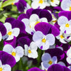 Johnny Jump Up Seeds (Viola tricolor)