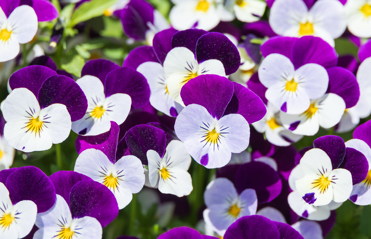 Johnny Jump Up Seeds (Viola tricolor)