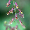 100 PIGGYBACK Plant YOUTH On AGE Tolmiea Thousand Mothers Menziesii Flower Seeds