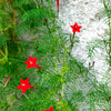 Cypress Vine Mix Seeds – Ipomoea Quamoclit Convolvulus Hummingbird Star Morning Glory Cardinal Creeper Flower – photo 10