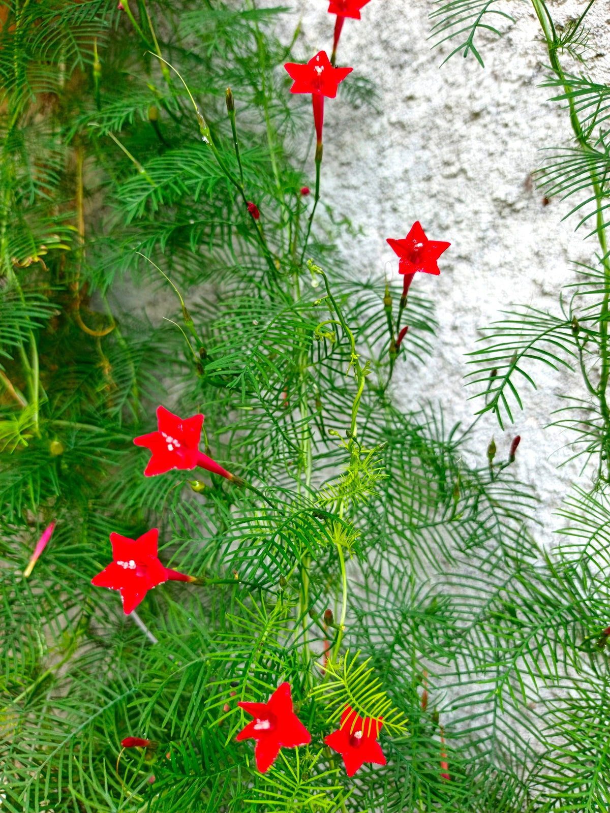 Cypress Vine Mix Seeds – Ipomoea Quamoclit Convolvulus Hummingbird Star Morning Glory Cardinal Creeper Flower – photo 10