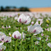 350 TASMANIAN Purple & White POPPY Papaver Somniferum Flower Seeds
