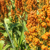 Syrup Rox Orange Sorghum Seeds – Waconia Sugar Cane Bicolor Vegetable Grain – photo 2