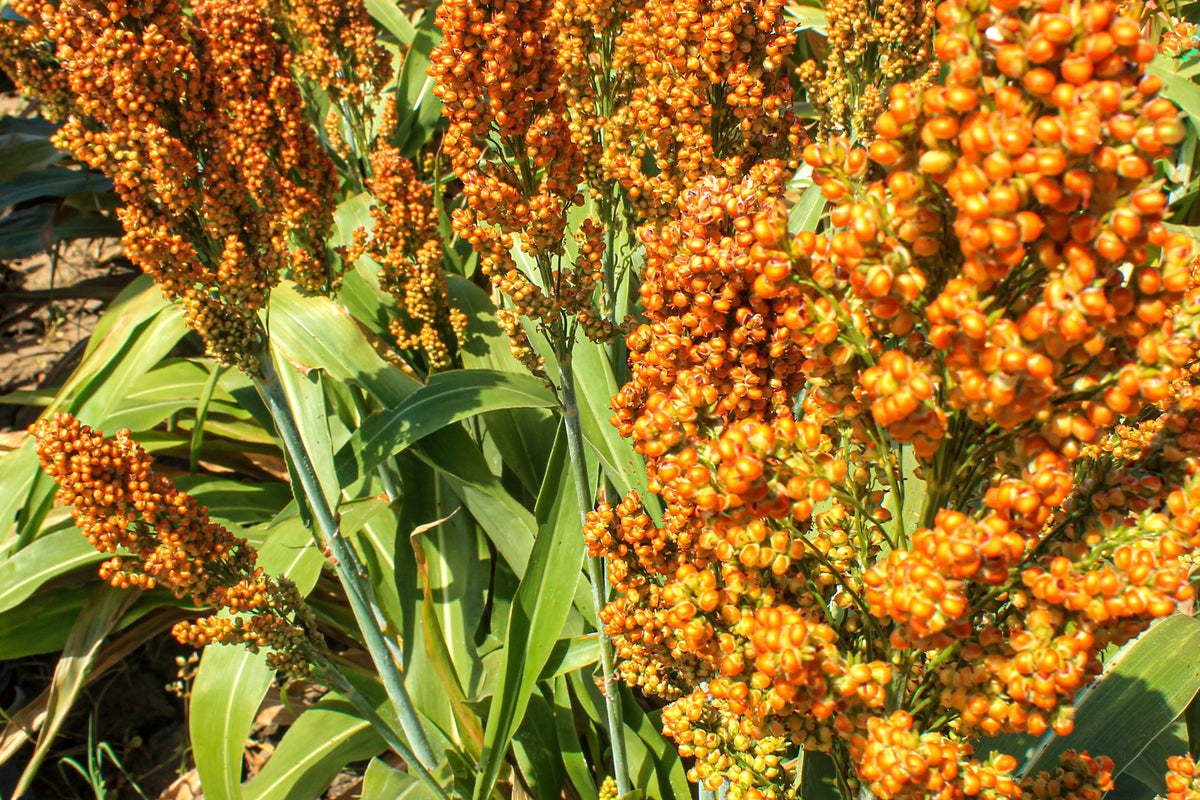 Syrup Rox Orange Sorghum Seeds – Waconia Sugar Cane Bicolor Vegetable Grain – photo 2