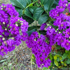35 PURPLE CREPE MYRTLE Lagerstroemia Indica Flowering Shrub Bush Small Tree Seeds