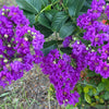 1000 Bulk CREPE MYRTLE Mixed Colors Lagerstroemia Indica Mix Tree Shrub Flower Seeds - Red, Purple, Light Pink, Dark Pink, White, & Lilac