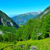 25 EUROPEAN LARCH TREE Pine Pinetree Evergreen Larix Decidua Seeds