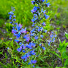 Blue Vipers Bugloss Seeds – Echium Vulgare Blue Flower – photo 9