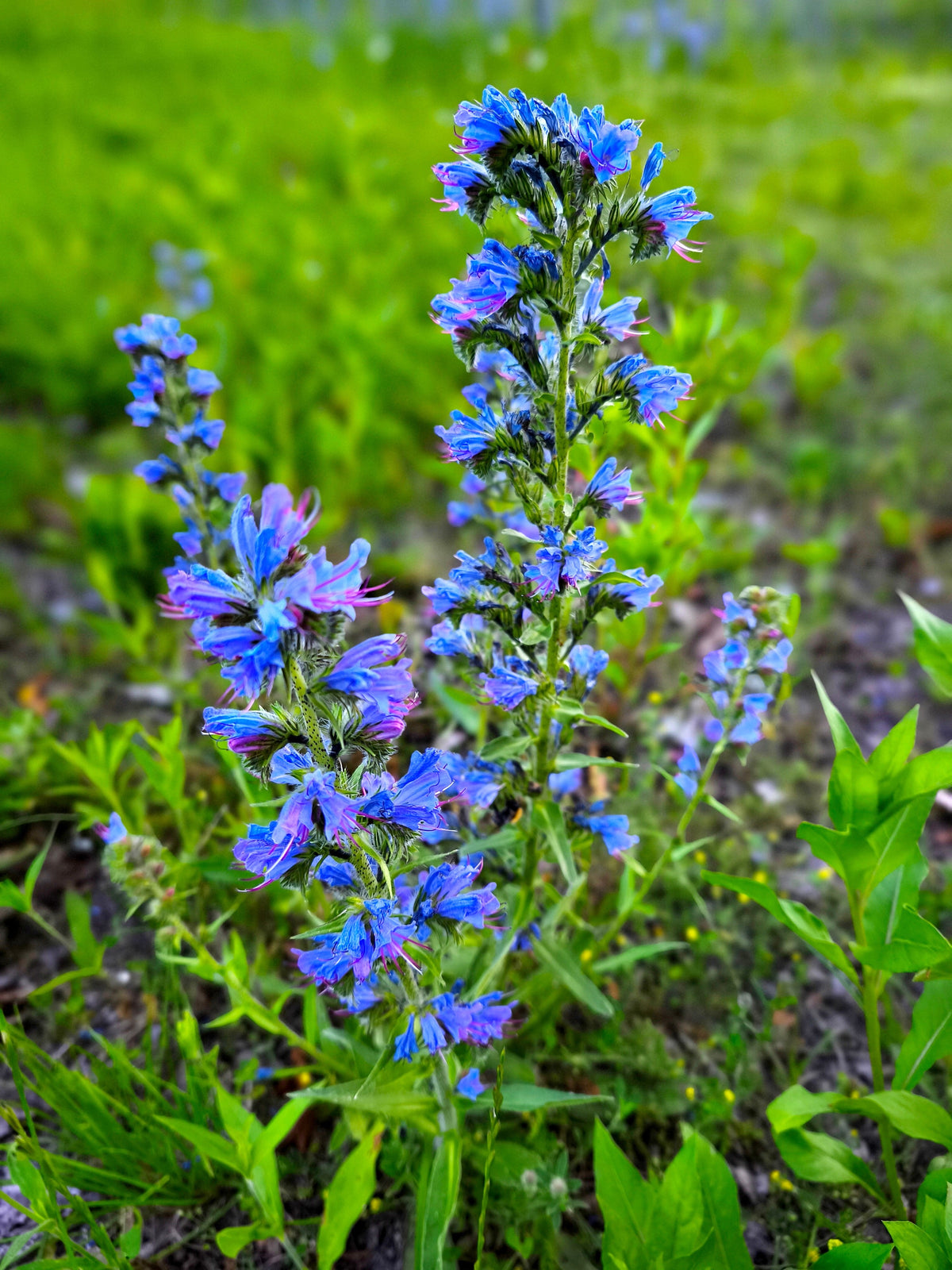 Blue Vipers Bugloss Seeds – Echium Vulgare Blue Flower – photo 9