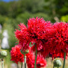 Red Oase Peony Poppy Seeds – Papaver Peoniflorum Double Flower