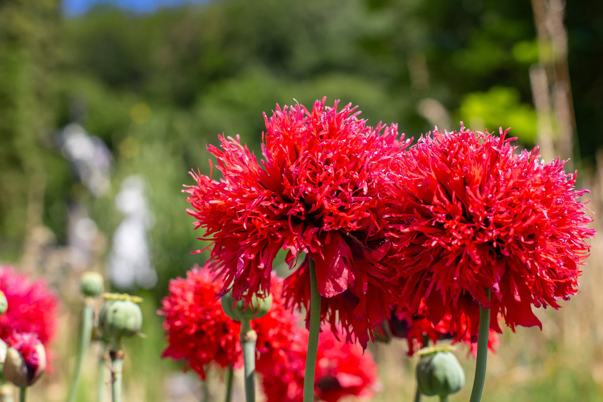 Red Oase Peony Poppy Seeds – Papaver Peoniflorum Double Flower