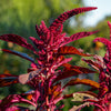 500 RED GARNET AMARANTH Amaranthus Tricolor Vegetable Flower Seeds