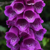 Pink & Purple Mix Foxglove Digitalis Flower Seeds