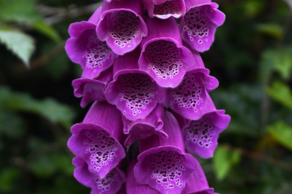 Pink & Purple Mix Foxglove Digitalis Flower Seeds