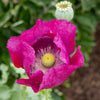 1000 PEPPERBOX POPPY MIX Papaver Somniferum Mixed Colors Red Violet Flower Seeds
