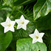 Cypress Vine Mix Seeds – Ipomoea Quamoclit Convolvulus Hummingbird Star Morning Glory Cardinal Creeper Flower – photo 7