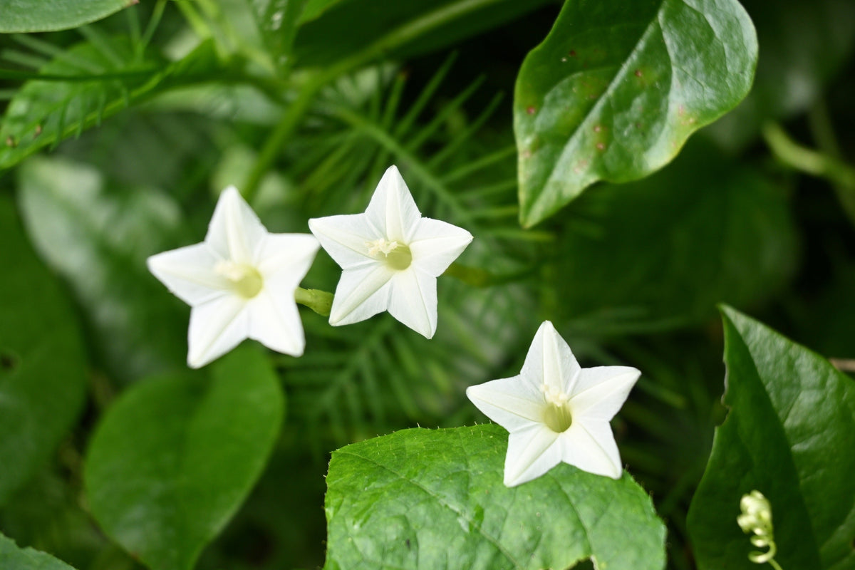 Cypress Vine Mix Seeds – Ipomoea Quamoclit Convolvulus Hummingbird Star Morning Glory Cardinal Creeper Flower – photo 7