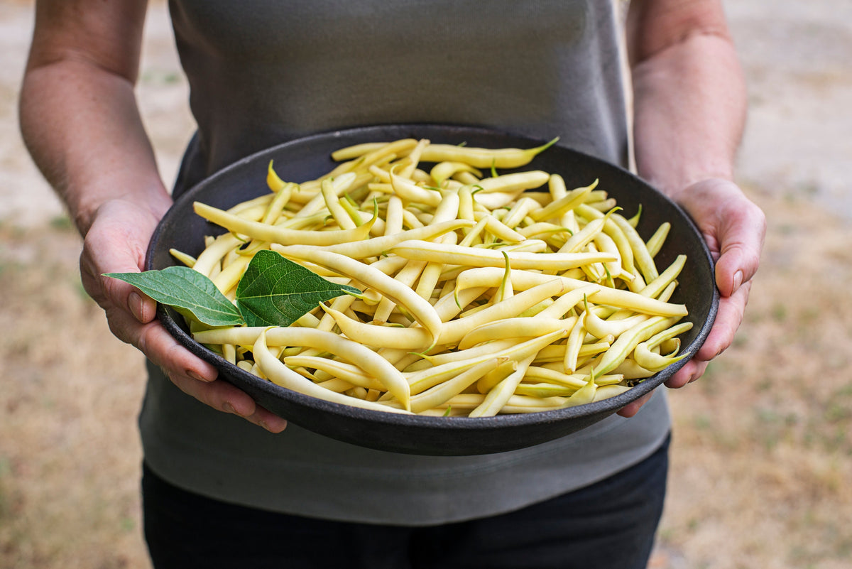 Goldrush Green Bean Seeds – Bright Yellow Wax Bean Phaseolus Vulgaris Vegetable – photo 3