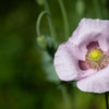 350 TASMANIAN Purple & White POPPY Papaver Somniferum Flower Seeds