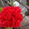 Giant Double Red Peony Poppy Seeds – Papaver Peoniflorum Flower – photo 7