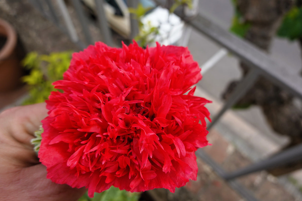 Giant Double Red Peony Poppy Seeds – Papaver Peoniflorum Flower – photo 7