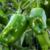 50 ANCHO POBLANO PEPPER Chili Pepper Capsicum Annuum Vegetable Seeds